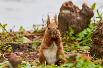 portrait with a squirrel on the ground on a spring day eating.