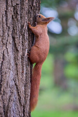 portrait with a squirrel on a tree on a spring day eating.