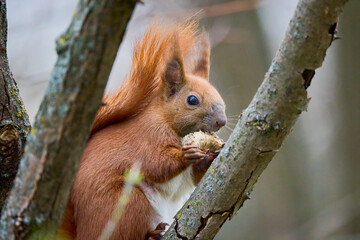 portrait with a squirrel on a tree on a spring day eating.