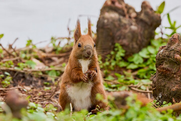 portrait with a squirrel on the ground on a spring day eating.