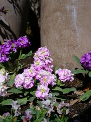 花壇でストックの花が咲いている