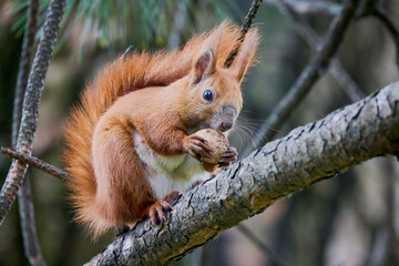 portrait with a squirrel on a tree on a spring day eating.