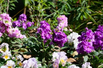 花壇でストックの花が咲いている