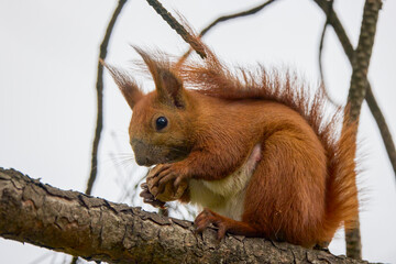 portrait with a squirrel on a tree on a spring day eating.