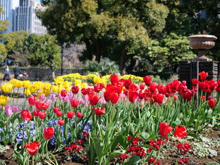 花壇のチューリップ