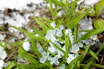 Hail on green grass after hailstorm. Concept of weather and meteorology. Natural phenomenons