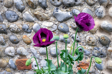 Two purple Papaver Somniferum or opium poppies against a pebbledash wall