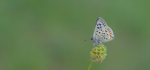 tiny white butterfly on green grass, Lycaena tityrus