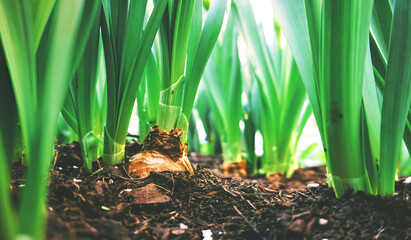 grass in the ground, Spring flower bulbs in a pot. flower market, gardening, greenhouse, home plants Generative ai - obrazy, fototapety, plakaty