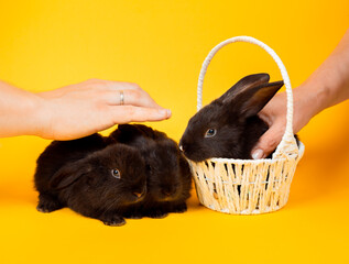 Easter bunnies. Happy holiday greeting card. People take three little black rabbits looking at camera sits in the white straw basket isolates on yellow background. Banner, studio shoot. Copy space - obrazy, fototapety, plakaty