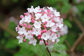White Viburnum carlesii 'AuroraÕ, or arrowood, in flower.
