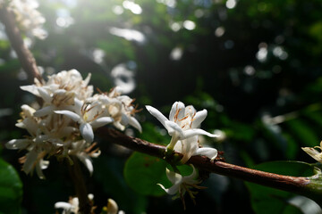 Coffee flowers in nature background.