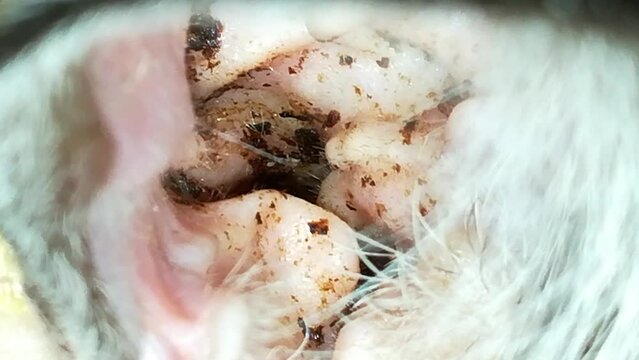 Mites walk inside a cat's ear in a macroscopic shot. Otodectes cynotis. Parasitic external otitis.