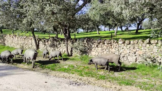 Pigs walk along the path next to a rustic stone wall, carrying out the transhumance from one grazing land to another.