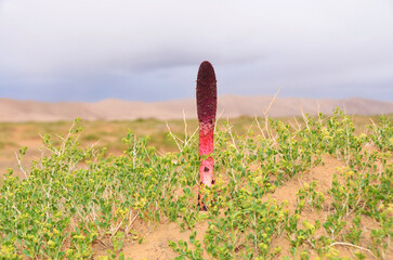 Goyo flower on Gobi desert, Mongolia