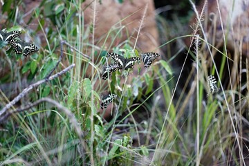 Citrus swallowtails (papilio demodocus) in Masai Mara National Reserve, Kenya