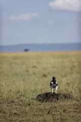 Martial eagle (Polemaetus bellicosus) perched on the ground in Masai Mara National Reserve, Kenya
