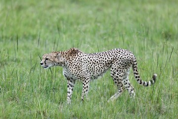 Cheetah walking through tall green grass in Masai Mara National Reserve, Kenya