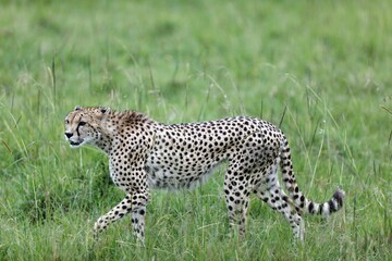 Cheetah walking through tall green grass in Masai Mara National Reserve, Kenya - Powered by Adobe
