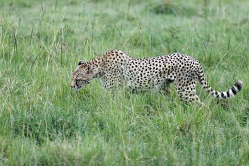 Cheetah walking through tall green grass in Masai Mara National Reserve, Kenya