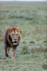 Majestic male lion walking in Masai Mara National Reserve