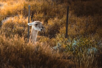 Smiling Guanaco standing in a patch of tall grass next to a white picket fence