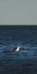 Seagull screaming in the wavy ocean