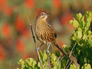 Cape Grassbird (Sphenoeacus afer) perched on a leafy branch in a natural outdoor setting