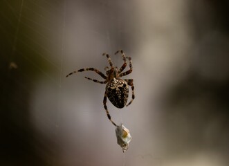 Closeup shot of a garden spider on a cobweb with prey
