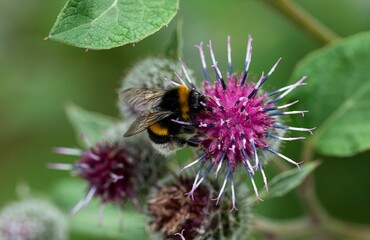 Macro shot of a fluffy bumble bee on a purple thistle flower - Powered by Adobe