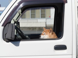 軽トラと柴犬