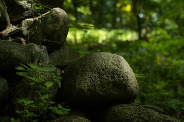 Pile of rocks surrounded by lush greenery in the forest