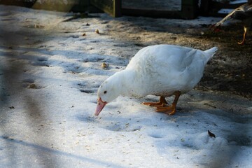 a white goose in the snow