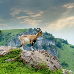 Beautiful screw-horn goat stand on the stone green land mountain - obrazy, fototapety, plakaty