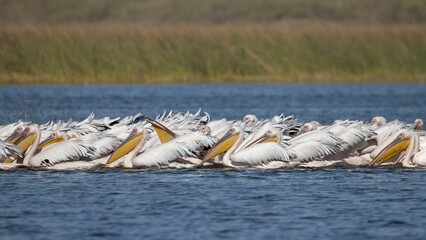 Group of American white pelicans swimming on the surface of a tranquil body of water