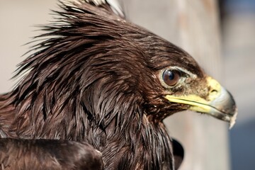 Closeup shot of a greater spotted eagle, Clanga clanga.