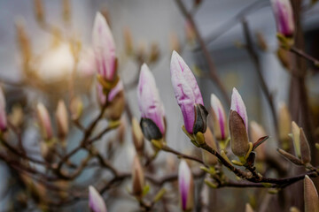 pink magnolia flowers