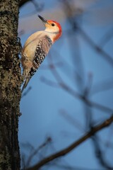 Vertical shot of a red-bellied woodpecker bird perched on a tree trunk