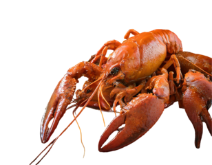 cooked crab isolated on white background top view