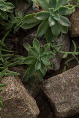 Stone Nested Greenery Leaves and Stones Cactus