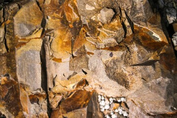 Closeup of a cracked tree trunk texture