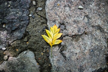 Closeup of a yellow leaf on a rock surface