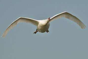 Majestic whooper swan gliding in the air