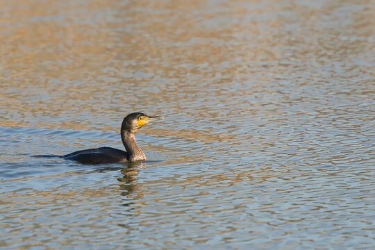 High resolution closeup image of a Cormorant in the water