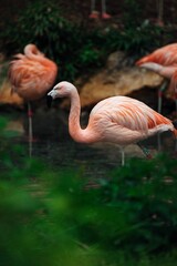 Flock of pink flamingos standing in a line in shallow water