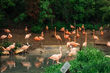 Flock of pink flamingos gathered on the shoreline of a tranquil body of water