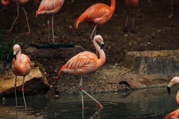 a number of flamingos walking along a rocky shoreline by the water