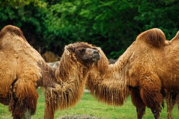 Camels standing in front of a pile of hay in a forest