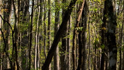Natural low country swamp wetlands in low country South Carolina with cypress trees in dense forest in nature with wildlife and peaceful river under sunshine in Spring