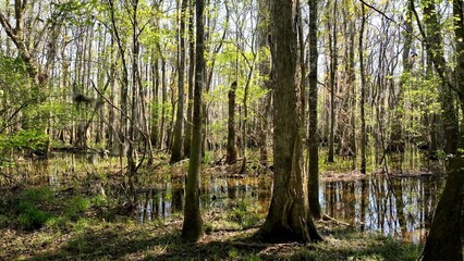 Fototapeta premium Natural low country swamp wetlands in low country South Carolina with cypress trees in dense forest in nature with wildlife and peaceful river under sunshine in Spring